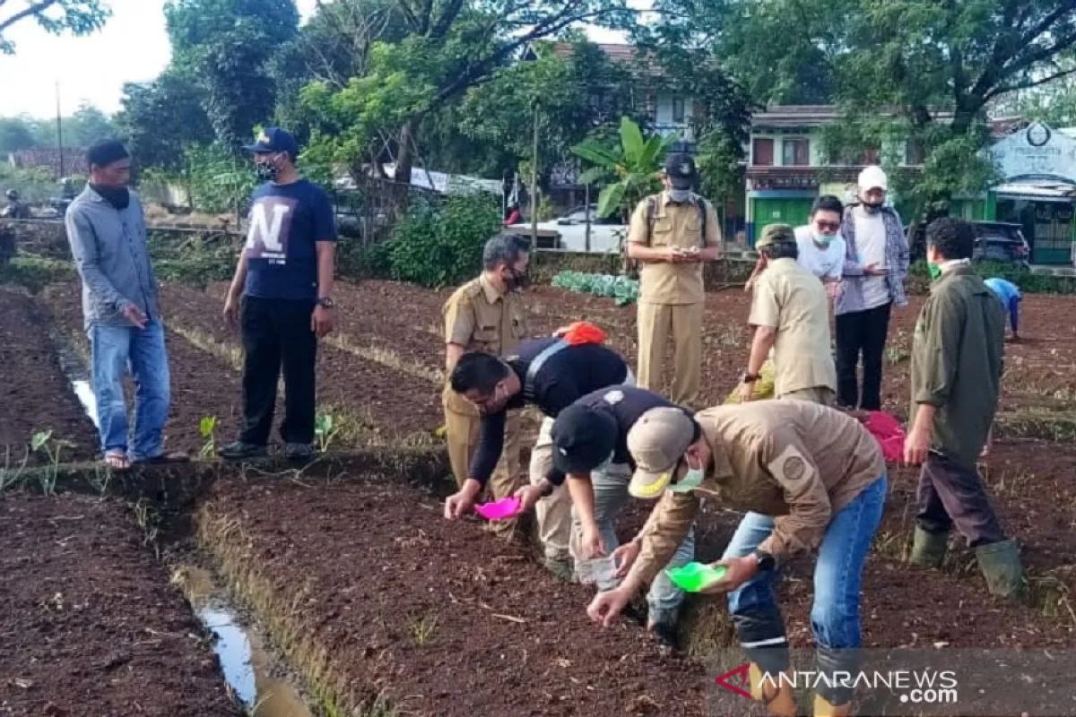 Prioritaskan Ketersediaan Benih untuk Kembangkan Sentra Bawang Merah di Sukabumi