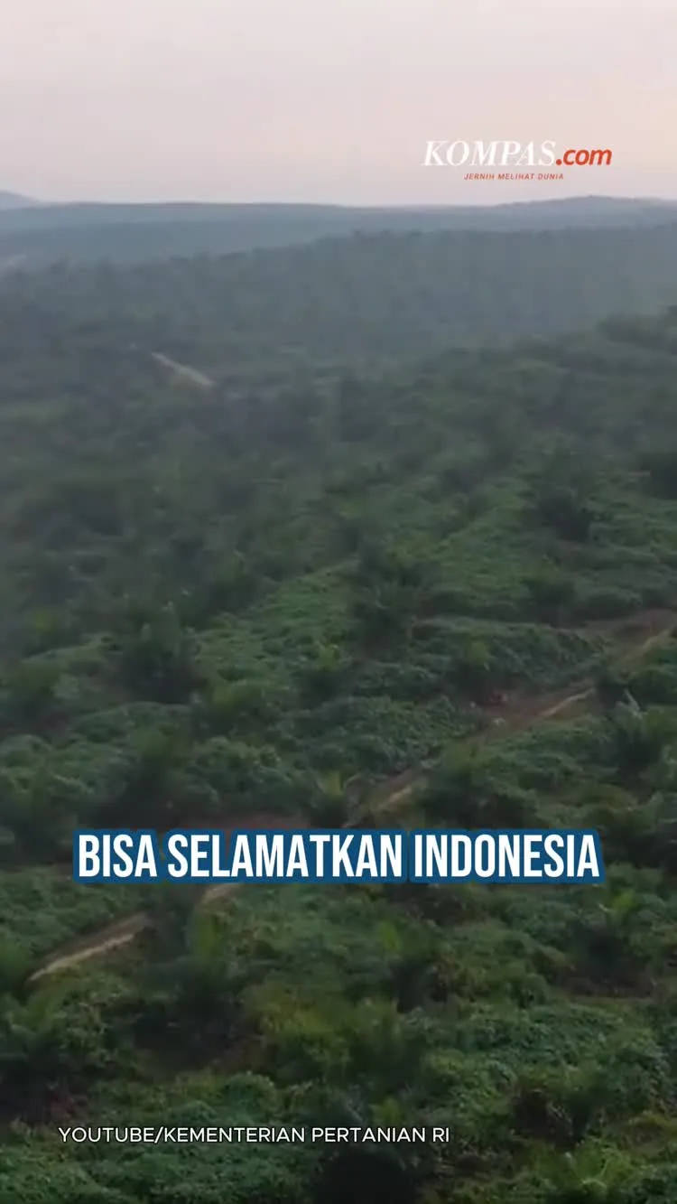 Sawit Indonesia: Solusi Krisis Minyak Global?