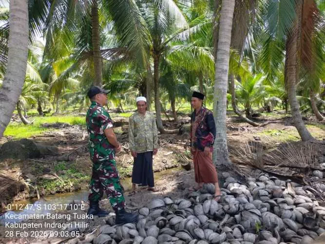 Babinsa Tinjau Produktivitas Kebun Kelapa di Ramadan