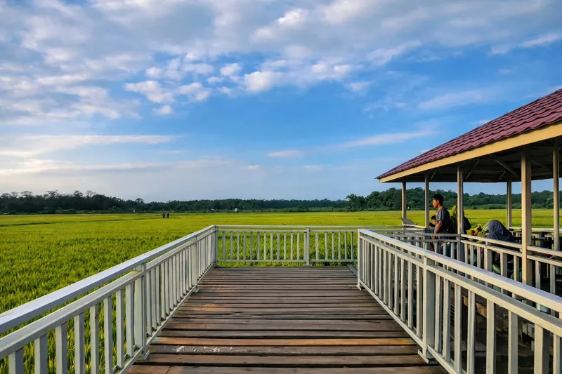 Saung Padi Muara Sabak: Destinasi Agroeduwisata Unggulan