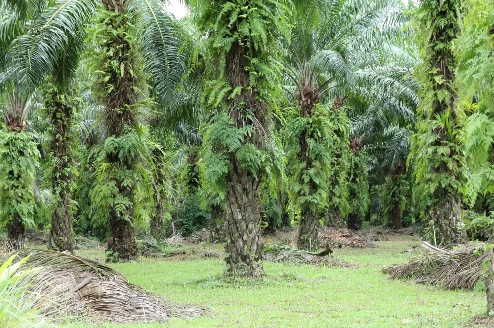Indonesia Desak Uni Eropa Patuhi Putusan WTO Terkait Minyak Sawit