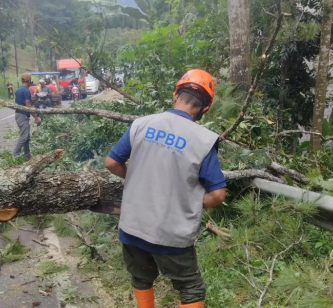 Pohon Setinggi 25 Meter Tumbang Picu Kemacetan di Jalur Malang-Kediri