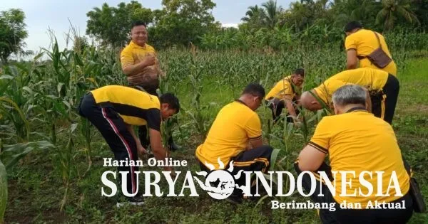 Polsek Selemadeg Timur Dukung Swasembada Pangan Melalui Perawatan Tanaman Jagung