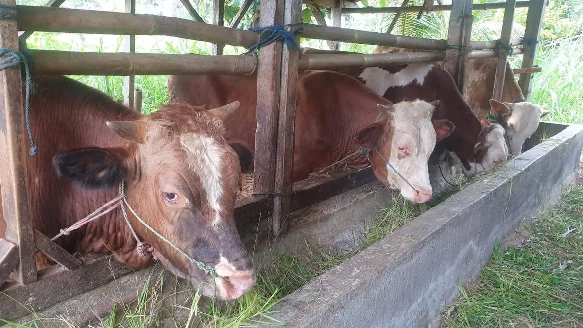 Cara Alami Mengatasi Bau Kandang Sapi Tanpa Bahan Kimia