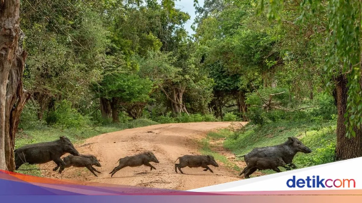 Asal Usul Penyebaran Babi di Indonesia Melalui Migrasi Manusia Purba