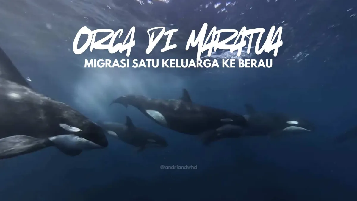 Migrasi Keluarga Orca ke Berau di Maratua