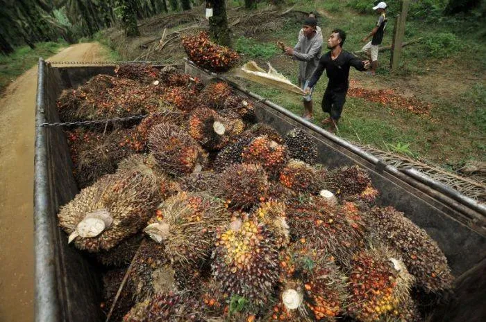CPO Dorong Pertumbuhan Ekonomi Riau di Tengah Ketidakpastian Global