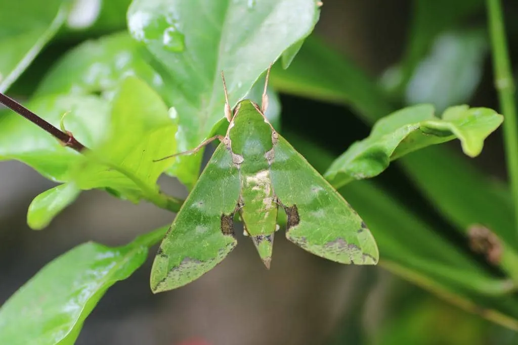 Mengenal Verdant Hawkmoth: Ngengat Hijau Eksotis dari Afrika