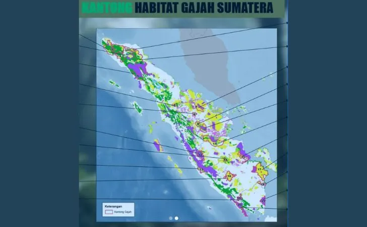 Peristiwa Gajah Mengamuk di Siak Menandakan Krisis Habitat di Riau