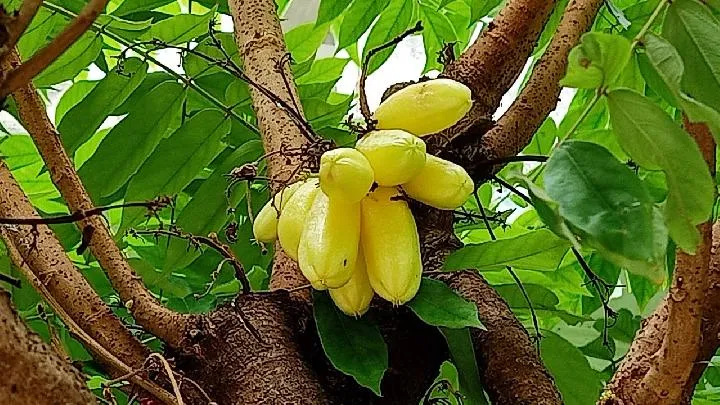 Fakta Menarik tentang Wine Belimbing Wuluh: Minuman Sehat dengan Khasiat Antidiabetes