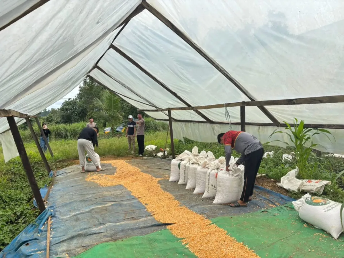 Polres Kubar Dukung Ketahanan Pangan Melalui Penjemuran Jagung