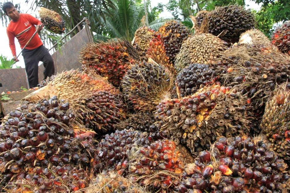 Indonesia Desak Uni Eropa Patuhi Putusan WTO Terkait Minyak Sawit