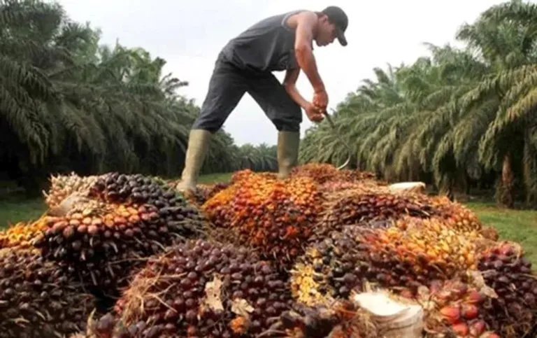 Indonesia Mendesak Uni Eropa Patuhi Putusan WTO Terkait Kebijakan Minyak Sawit