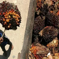 Indonesia Tekankan Uni Eropa Patuhi Putusan WTO Terkait Minyak Sawit