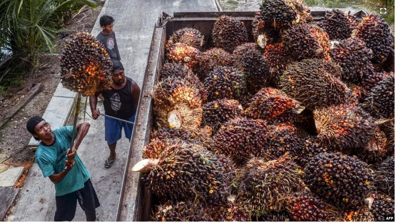 Indonesia Mendesak Uni Eropa Patuhi Putusan WTO Terkait Sengketa Minyak Sawit
