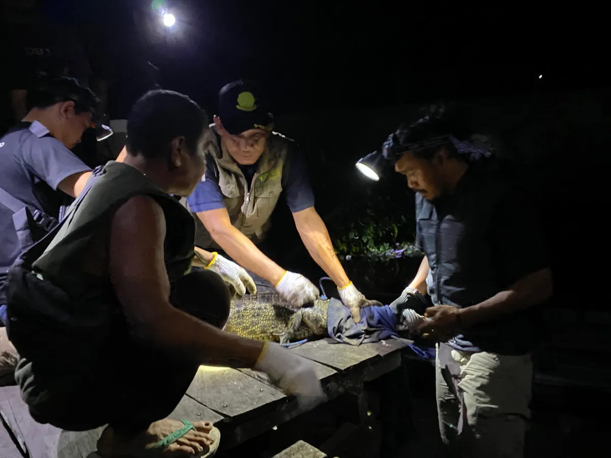 Waspadai Perilaku Buaya untuk Mencegah Serangan