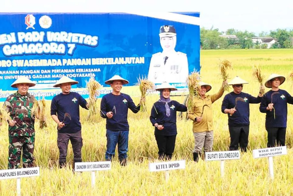 Bojonegoro Tingkatkan Hasil Padi dengan Varietas Gamagora 7