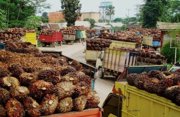 Indonesia Desak Uni Eropa Patuhi Putusan WTO Terkait Minyak Sawit