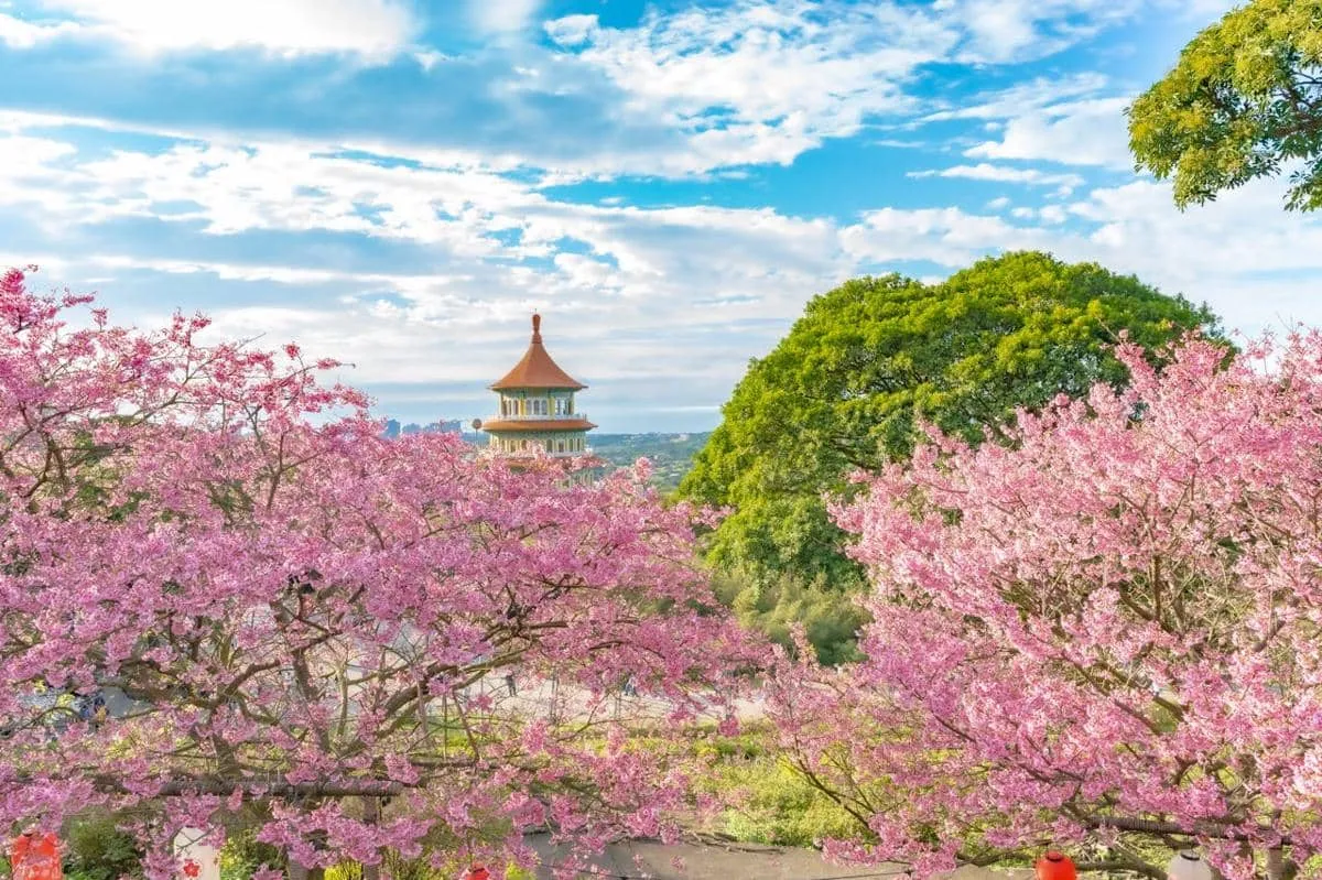 10 Destinasi Terbaik untuk Menikmati Bunga Sakura di Taiwan 2026