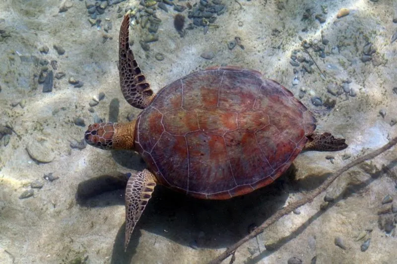 Kaltim Ajak Masyarakat untuk Lindungi Penyu Hijau di Derawan