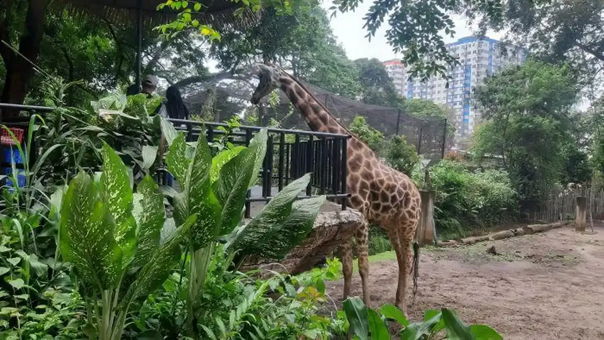 Seleksi Terbuka Pengelola Kebun Binatang Bandung: Fokus pada Konservasi Hewan