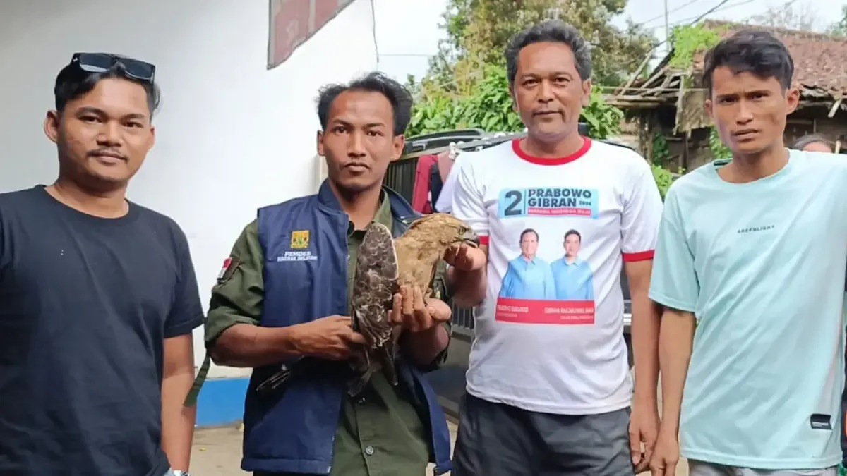 Elang Jawa Temuan Warga Nagrak Cedera dan Akan Dikirim ke Pusat Konservasi Kamojang