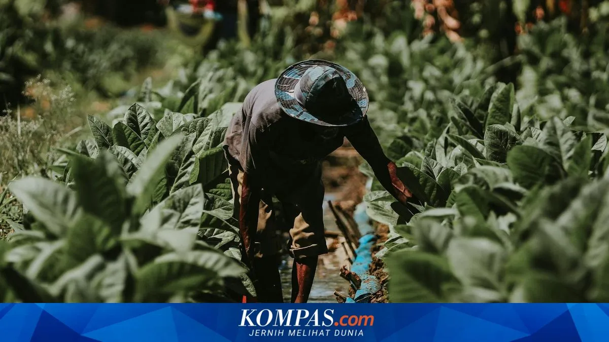 Kementan: Industri Hasil Tembakau Sumbang Rp 300 Triliun ke Negara