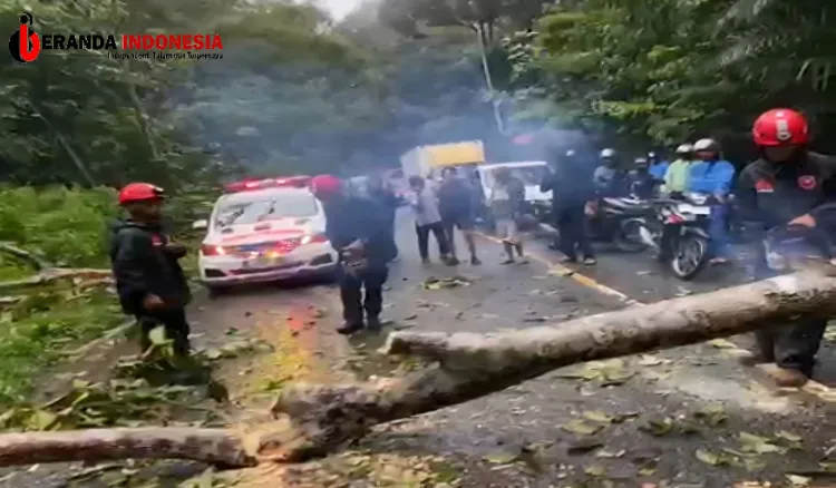 Pohon Tumbang Tutup Jalan Poros Bukit Soeharto, Relawan Siaga Batuah Bergerak Cepat Evakuasi Jalur