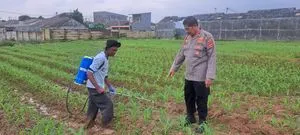 Polsek Klari Dukung Ketahanan Pangan Melalui Pemupukan Jagung Hibrida