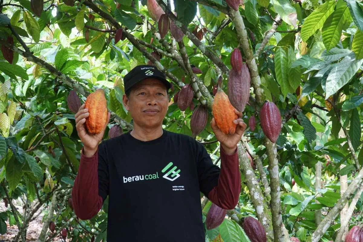 Saenuddin: Petani Kakao Mandiri yang Berhasil Berkat Pendampingan PT Berau Coal