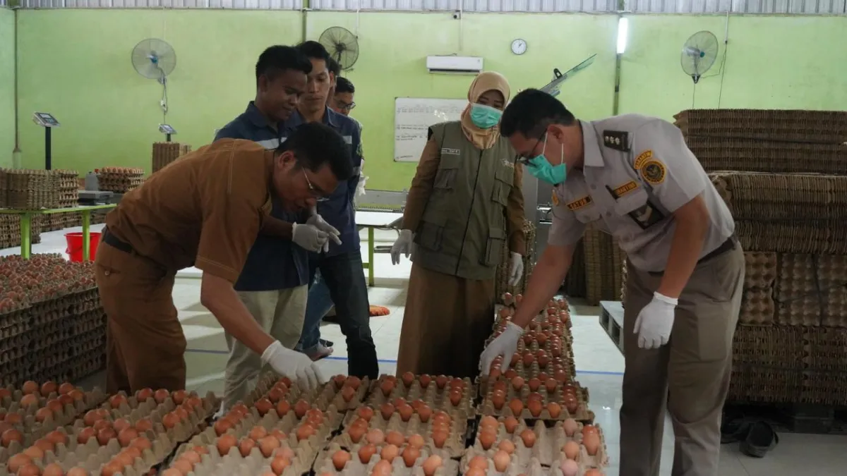 Sentra Telur Banyuasin Siap Ekspansi ke Pasar Singapura dengan Produksi 17 Ton per Hari
