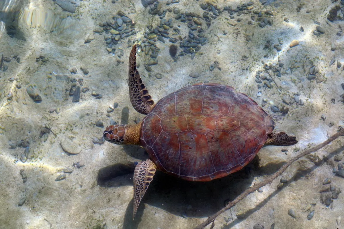 Warga Berau Berperan Aktif Lindungi Habitat Penyu Hijau