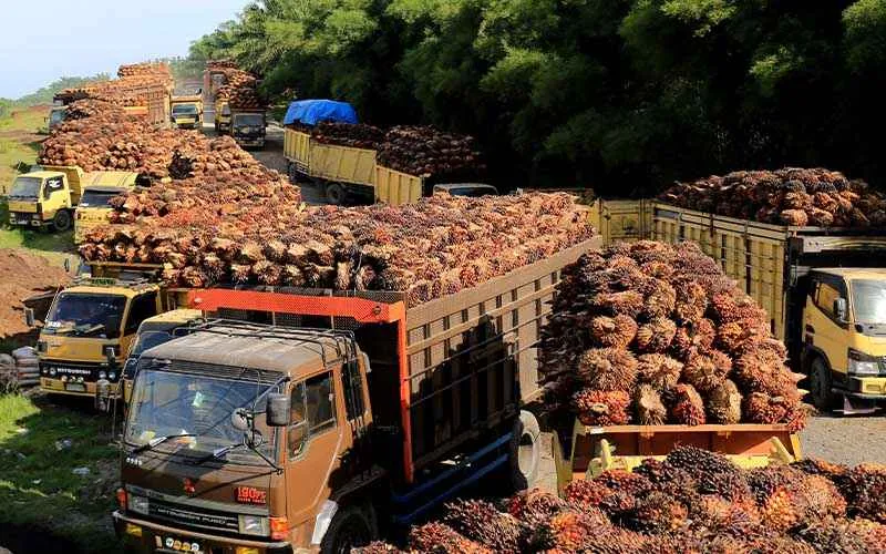 Indonesia Desak Uni Eropa Patuhi Putusan WTO Terkait Minyak Sawit