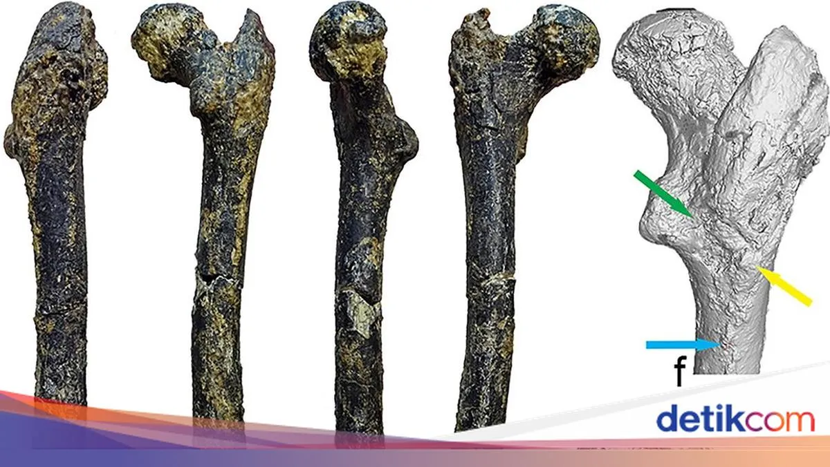 Fosil Tulang Paha 7,2 Juta Tahun Ubah Pandangan tentang Nenek Moyang Manusia