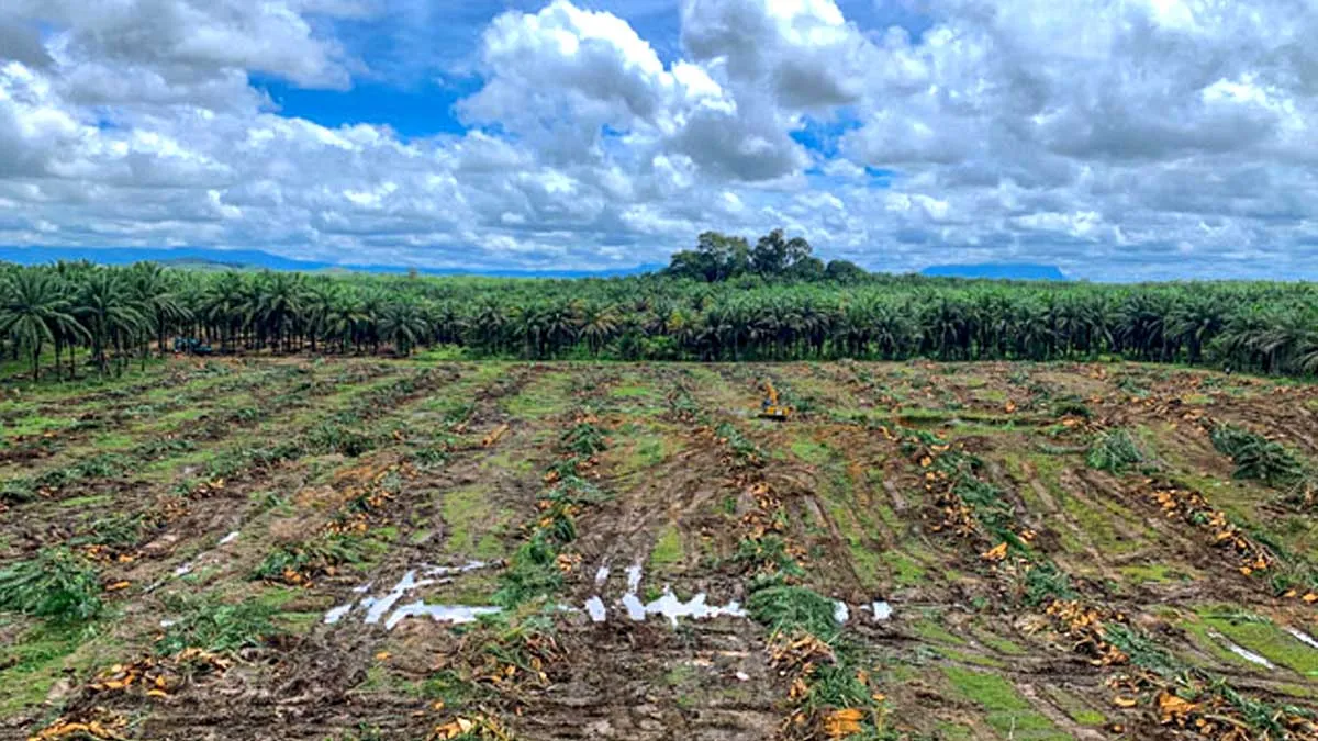 Bengkulu Rencanakan Replanting 3.500 Hektare Sawit untuk Tingkatkan Produktivitas Petani