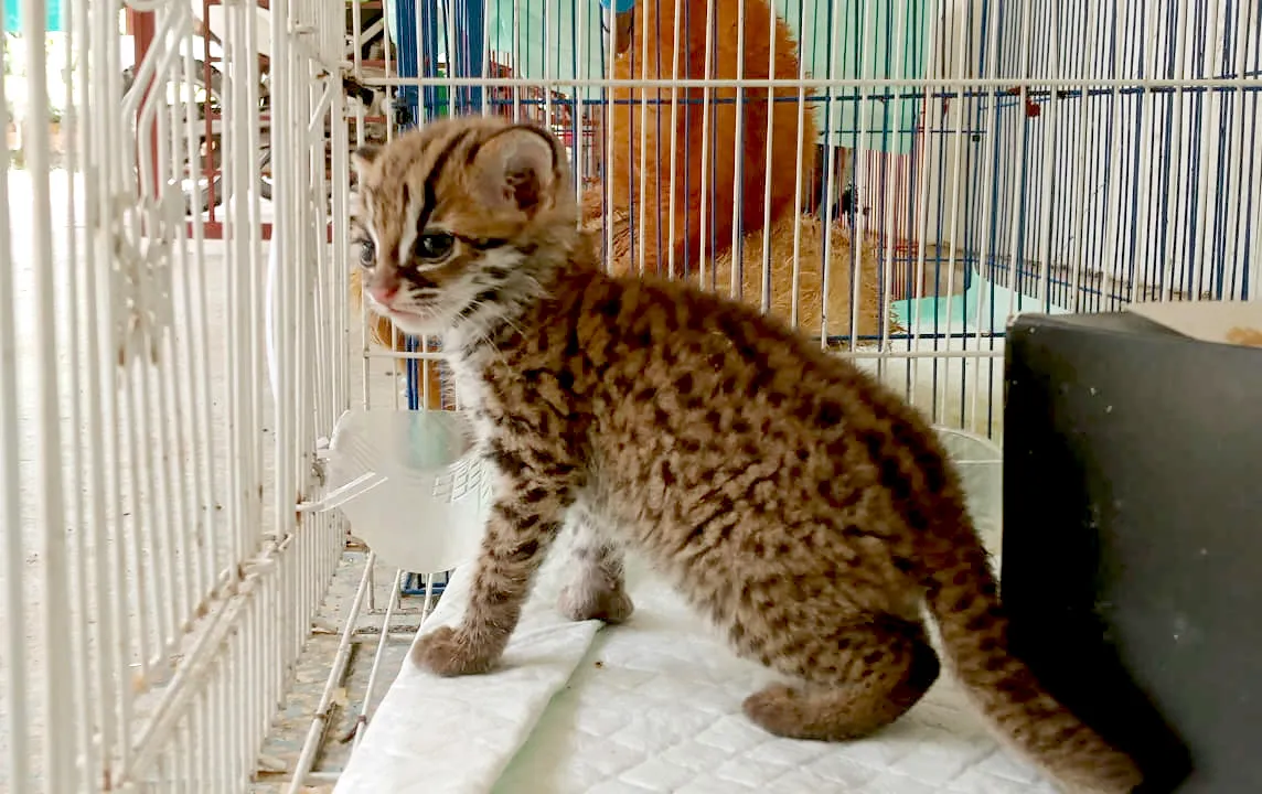 Pengawasan Perdagangan Ilegal Kucing Kuwuk di Sumatera Selatan Diperketat