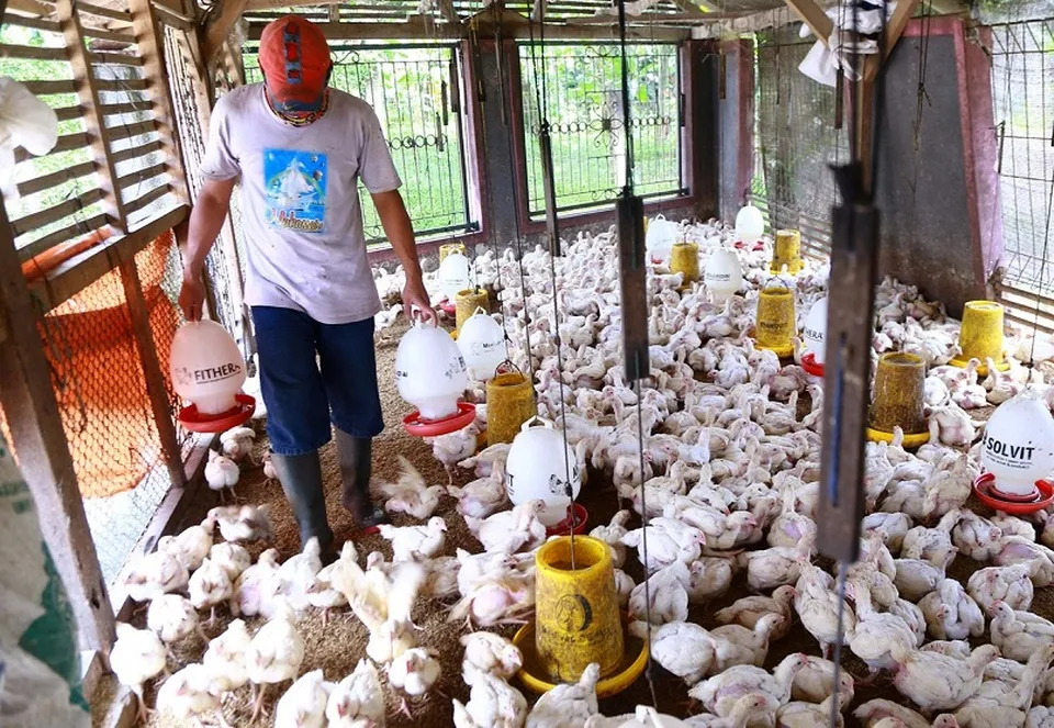 Transformasi Kebun Ayam Zero Waste Menjadi Peluang Bisnis Berkelanjutan