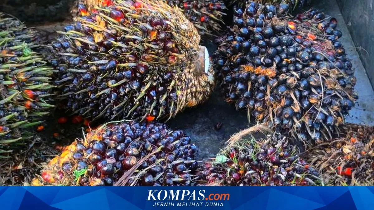 Sawit Indonesia: Solusi Krisis Minyak atau Masalah Lingkungan?
