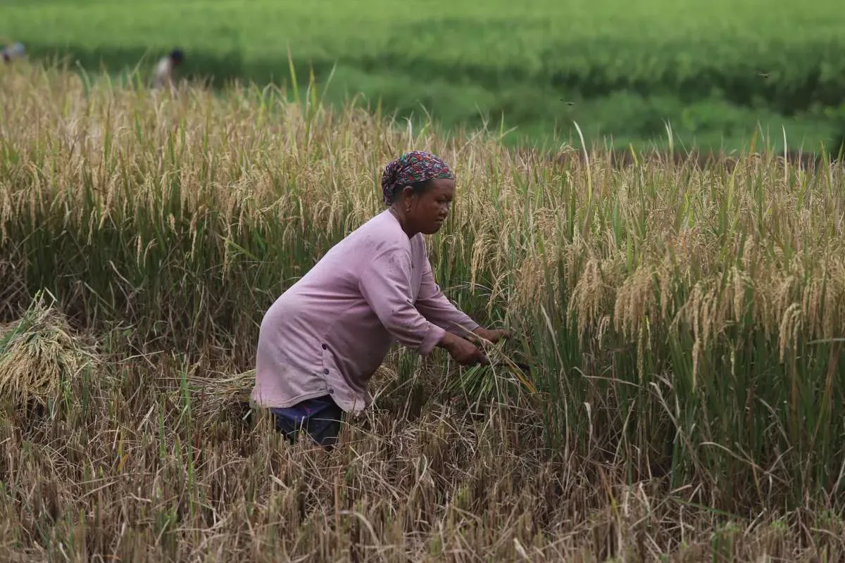 Proyek Karbon Pertanian: Peluang Ekonomi dan Mitigasi Perubahan Iklim