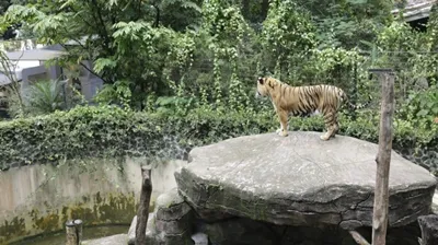 Kebun Binatang Bandung: Satwa Sehat dan Terawat, Pemkot Komitmen Jaga Kesejahteraan