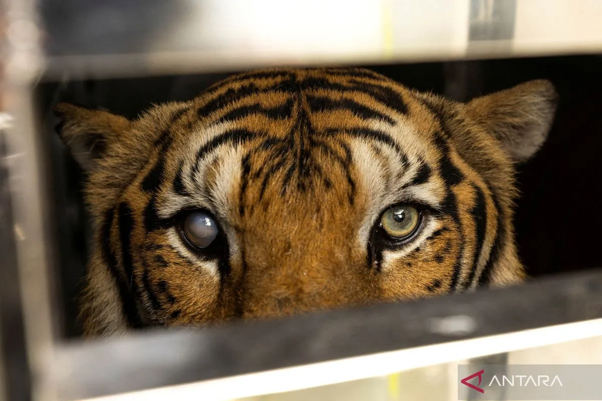 Lebih 70 Harimau Mati Misterius di Thailand, Penyelidikan Dilakukan