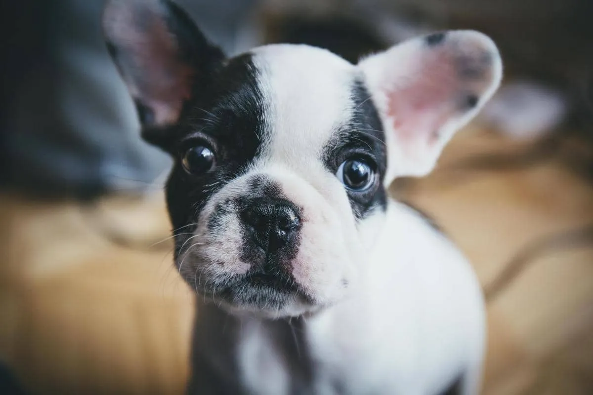 Perawatan Penting untuk Anak Anjing Baru Diadopsi