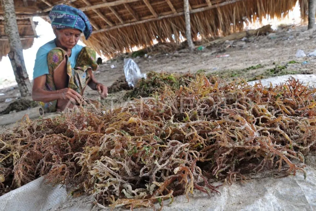 Pengembangan Pusat Riset Rumput Laut Internasional di Teluk Ekas, NTB