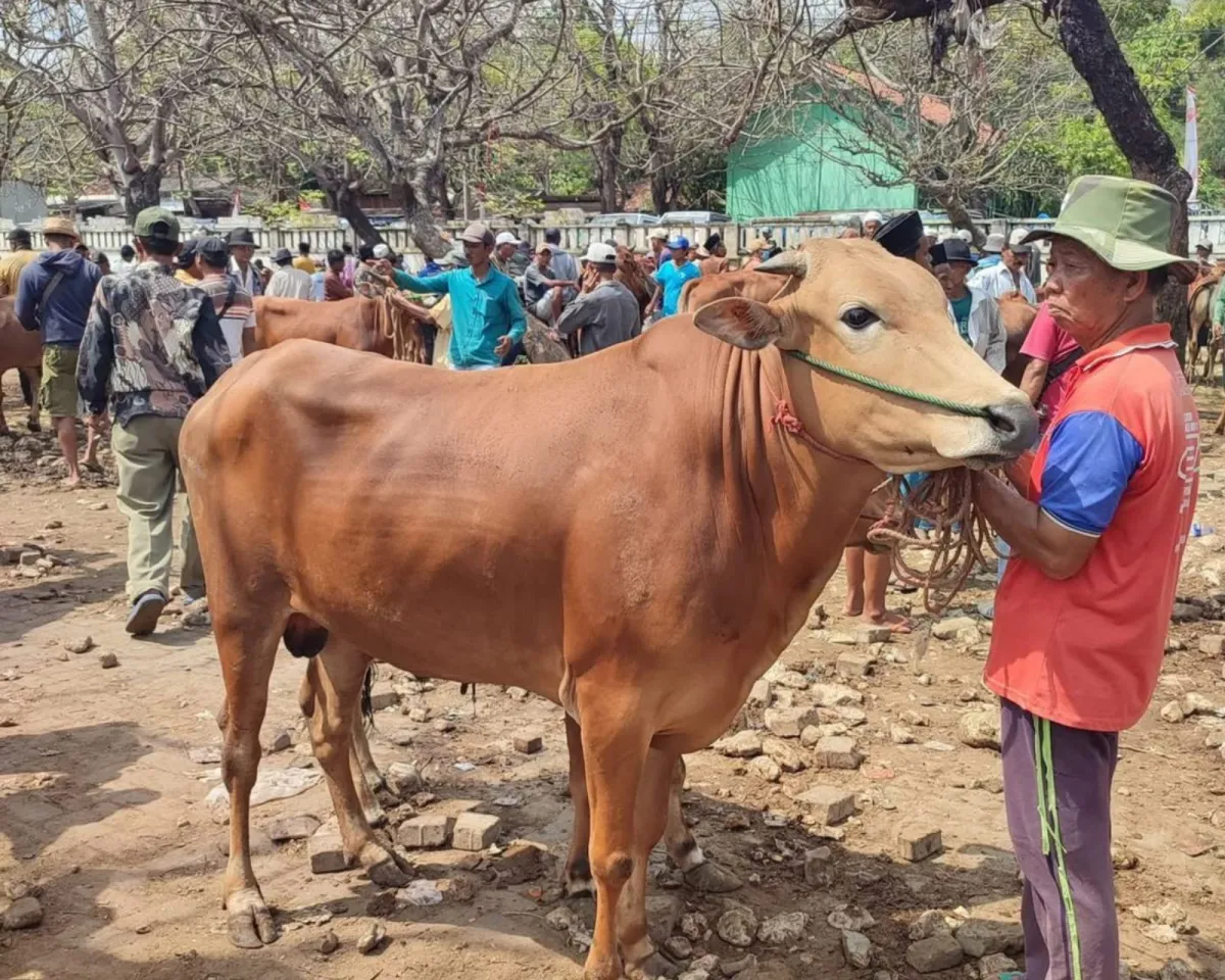 Muthowif Mengkhawatirkan Mogok Jualan Daging Sapi Segar di Jabodetabek Berpotensi Menular ke Jawa Timur