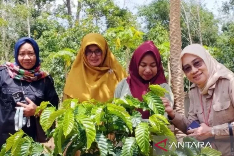Kalsel Dorong Hilirisasi Kopi untuk Tingkatkan Nilai Tambah Petani