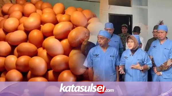 Produksi Telur Sidrap Capai Rp12 Miliar per Hari, Dorong Ekonomi Daerah