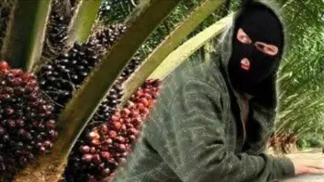 Oknum Brimob Diduga Panen Lahan Sengketa Lewat Rekayasa Dokumen