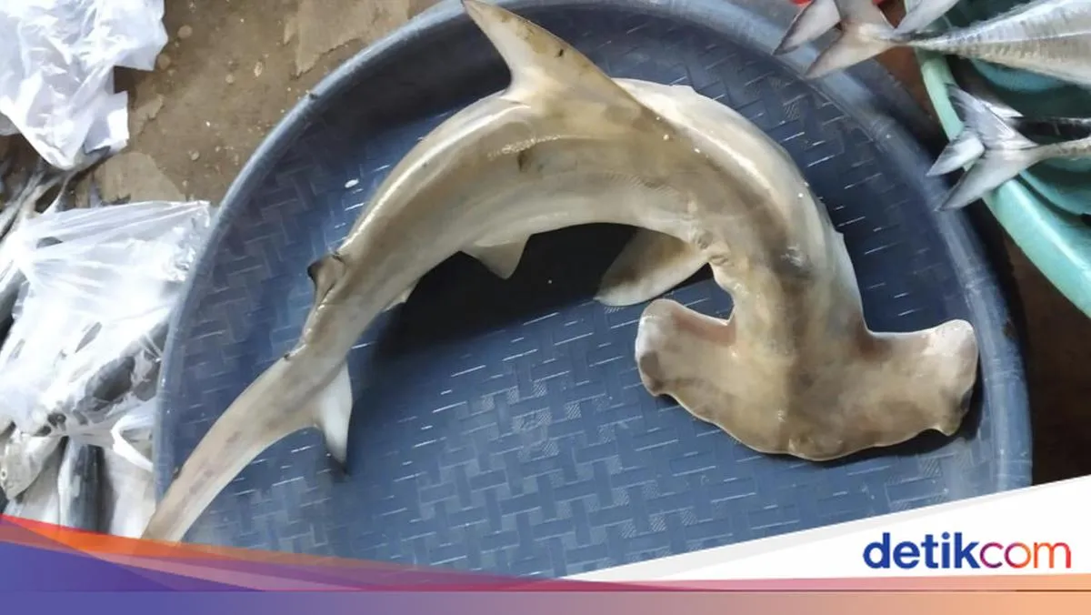 Perdagangan Bayi Hiu di Gresik Ancam Ekosistem Laut