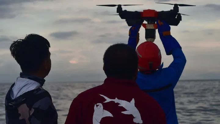 Paus Biru Kerdil Dapat Tag Satelit Melalui Teknologi Drone di Laut Sawu