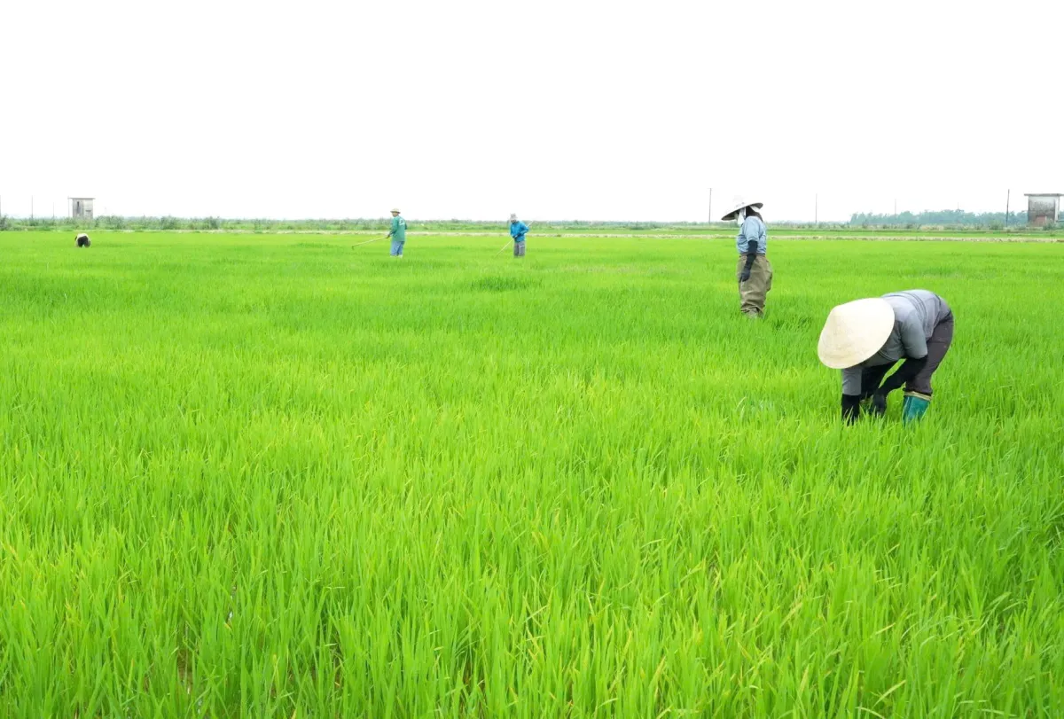 Petani Le Ninh Siapkan Perawatan Proaktif Tanaman Padi Musim Dingin-Semi
